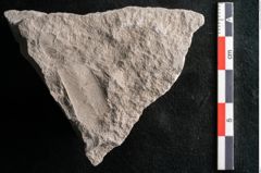 Foto (Detailansicht) von Dictyopteris brongniarti Gutb. (NHMW-GEO-2024-0188-10775)